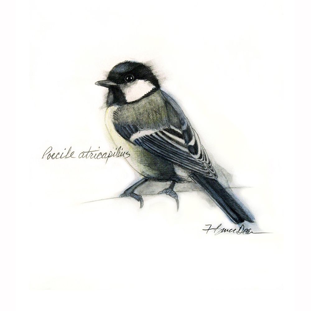 Belted Kingfisher art print by Bruce Dean for $57.95 CAD