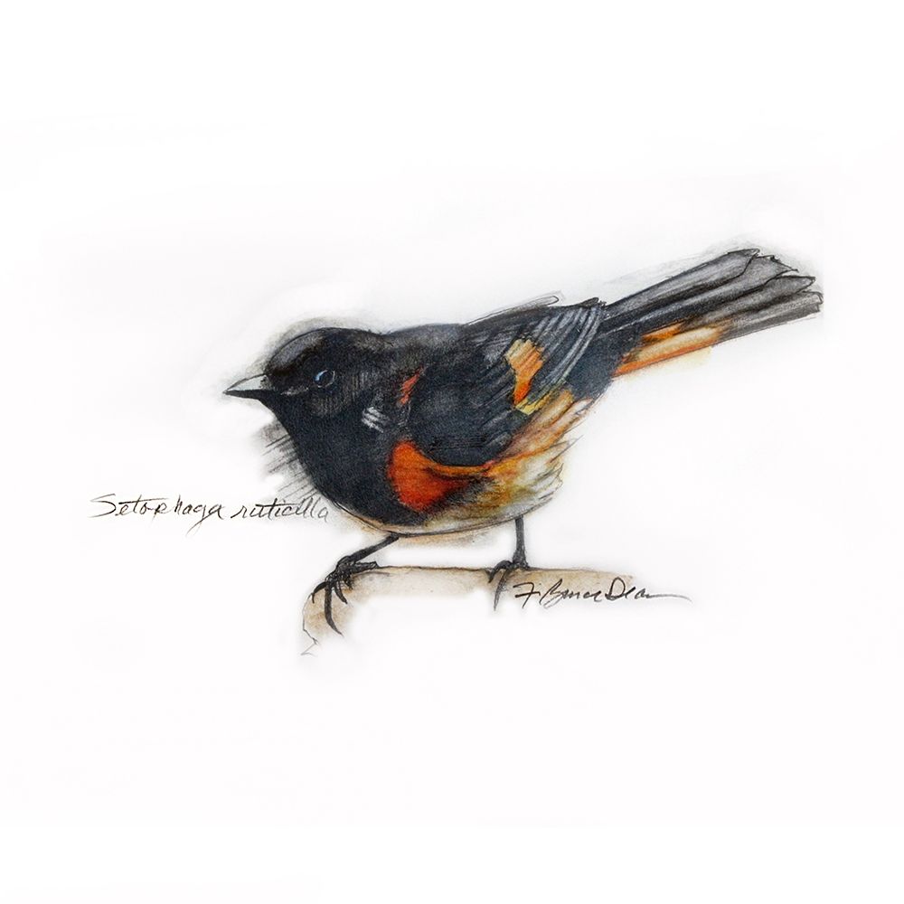 American RedstaRT art print by Bruce Dean for $57.95 CAD