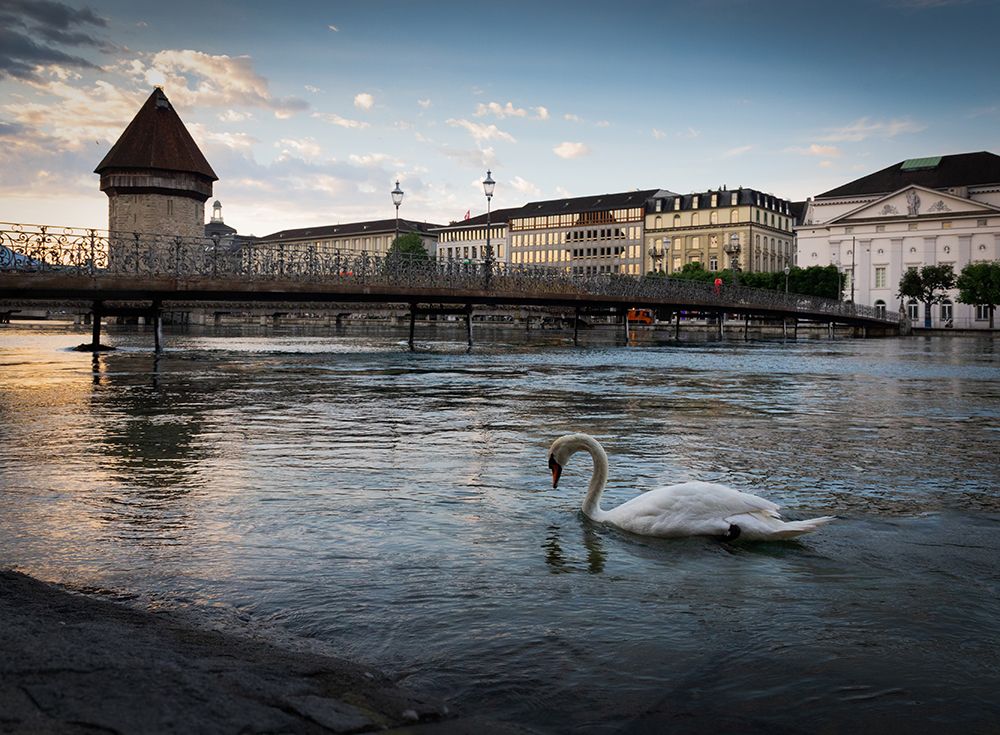 Swan Lucerne art print by Dan Katz for $57.95 CAD