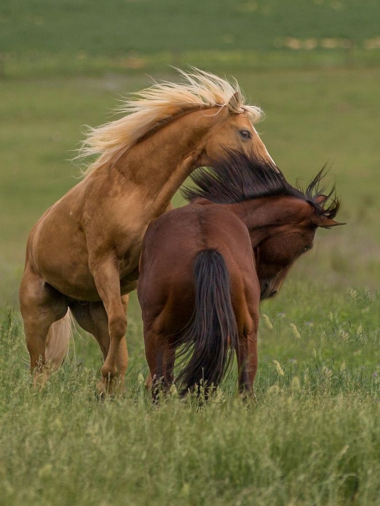 Horse Play art print by Sally Linden for $57.95 CAD