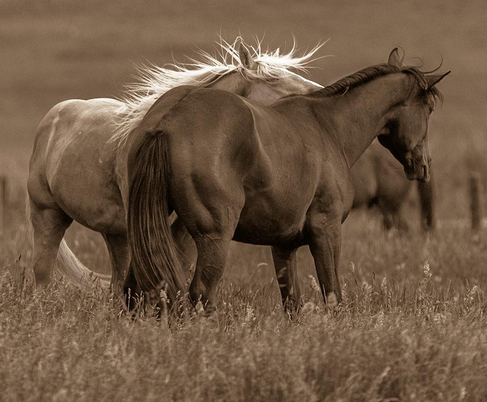 Horse Walk art print by Sally Linden for $57.95 CAD