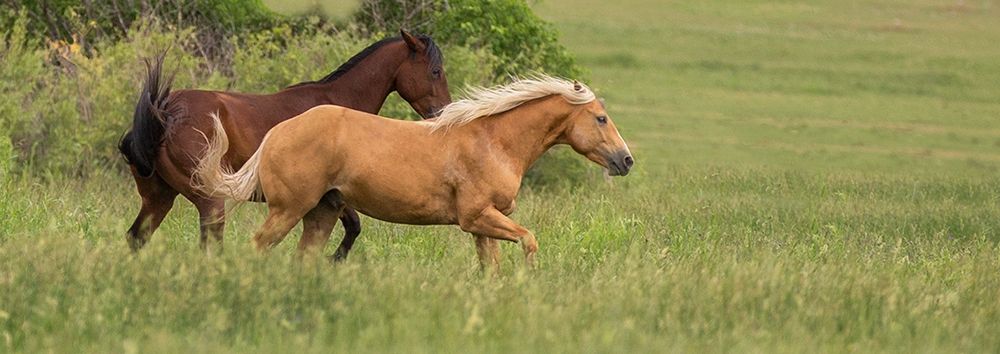 Horse Play art print by Sally Linden for $57.95 CAD