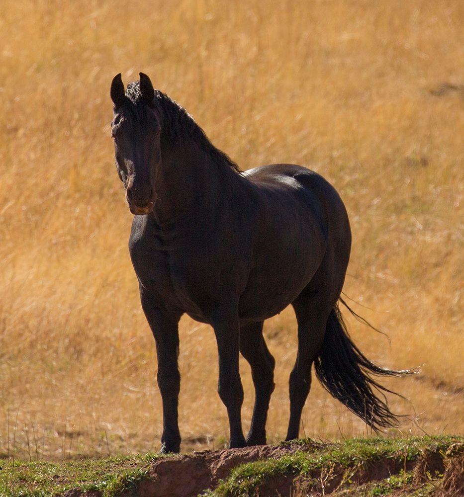 Black Beauty art print by Sally Linden for $57.95 CAD