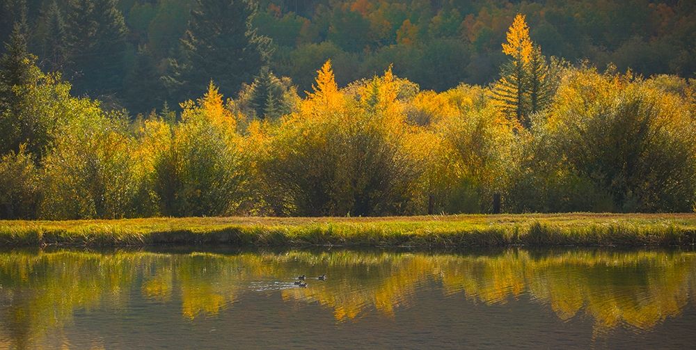 Ducks In A Row art print by Sally Linden for $57.95 CAD