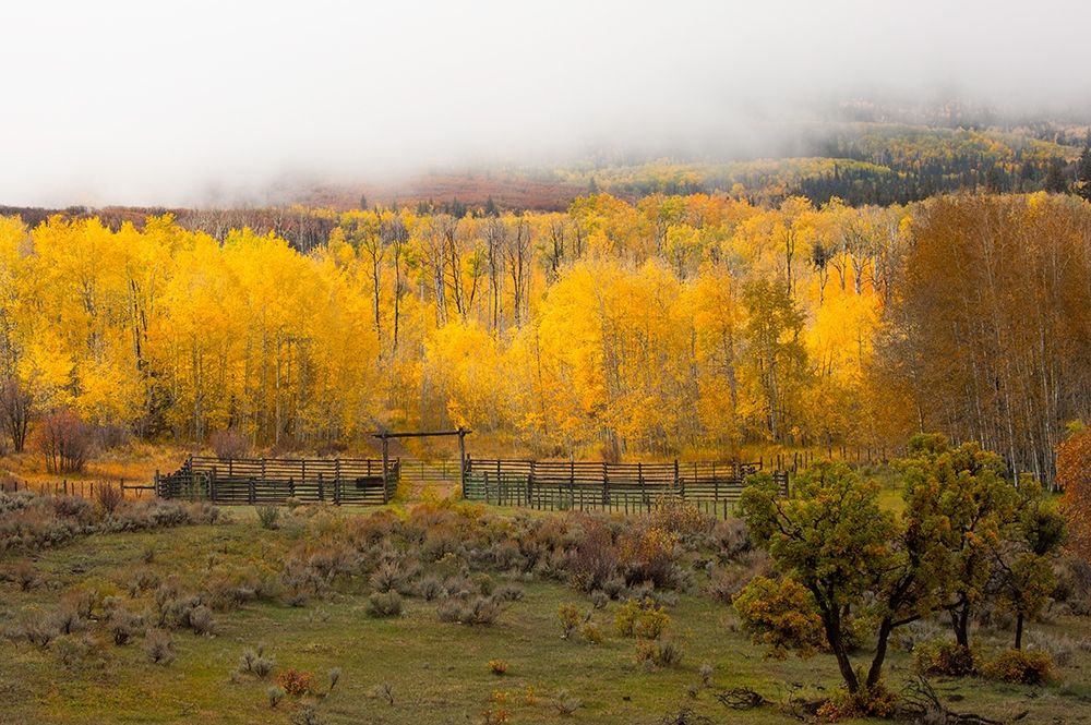 Fall and Fog art print by Sally Linden for $57.95 CAD
