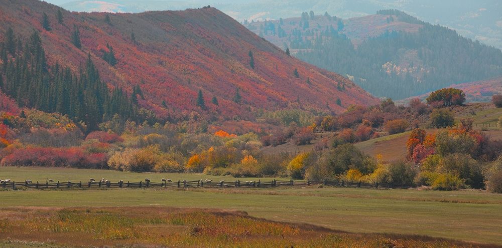 Fall and Sheep art print by Sally Linden for $57.95 CAD