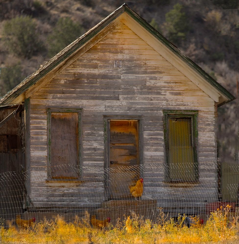 Rooster House art print by Sally Linden for $57.95 CAD