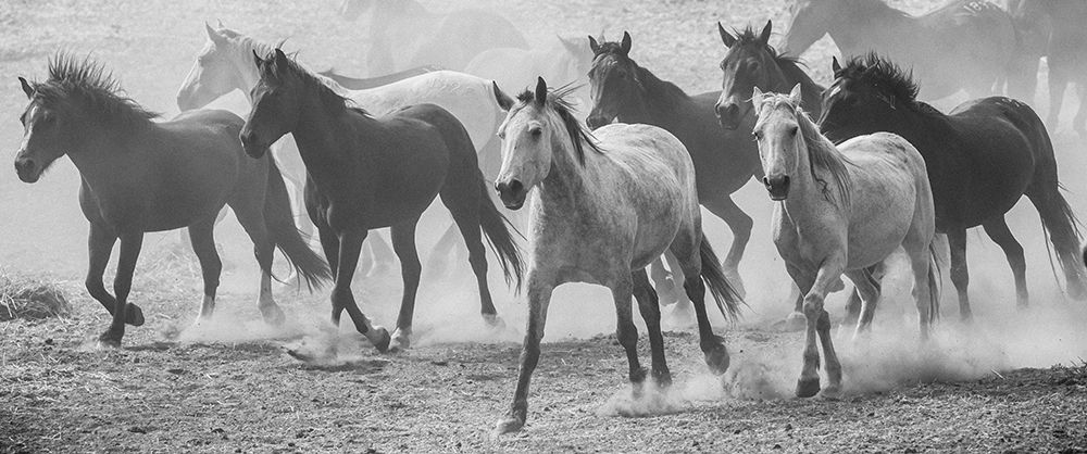 Running Wild art print by Sally Linden for $57.95 CAD