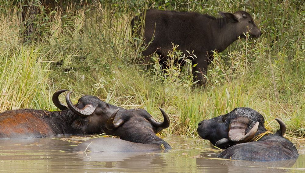 Water Buffalo art print by Sally Linden for $57.95 CAD