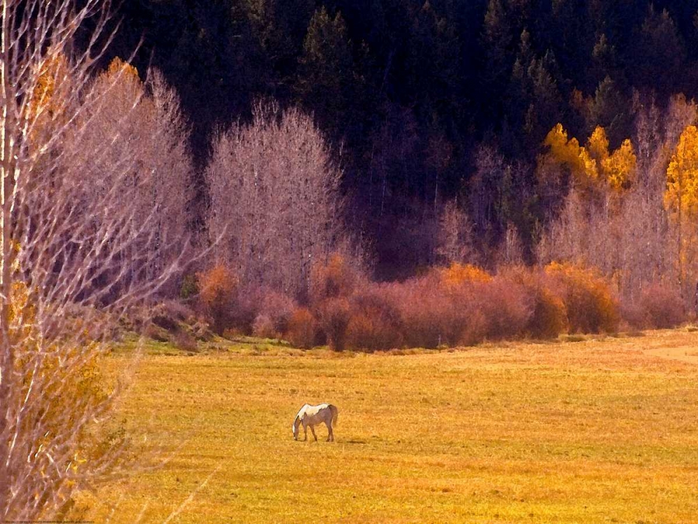 Horse Pasture art print by Sally Linden for $57.95 CAD