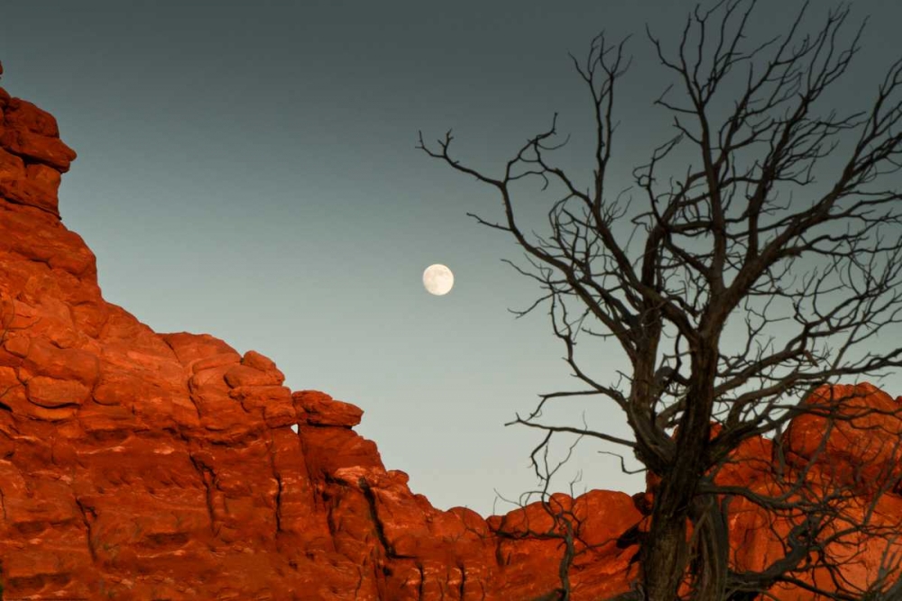 Full Moon art print by Sally Linden for $57.95 CAD