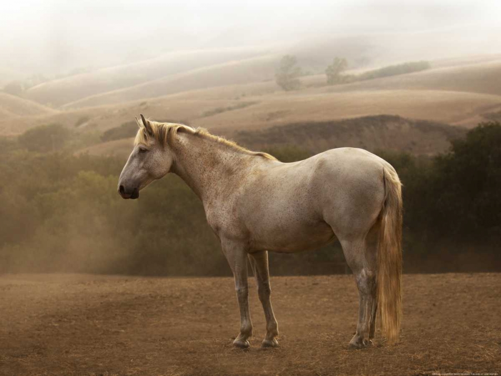 Morning Mist art print by Sally Linden for $57.95 CAD