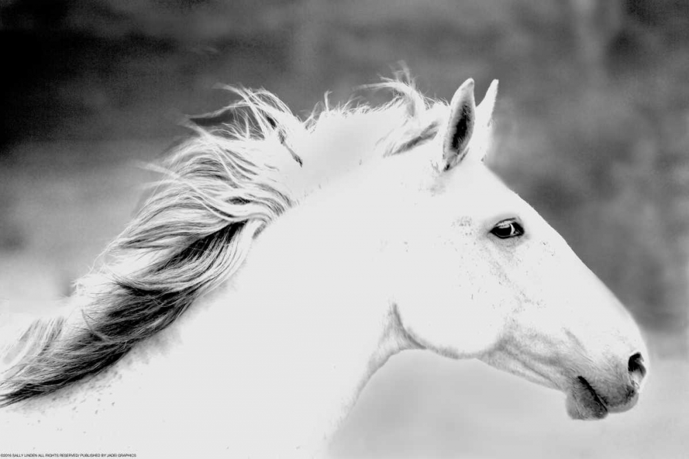 Mane In The Wind art print by Sally Linden for $57.95 CAD