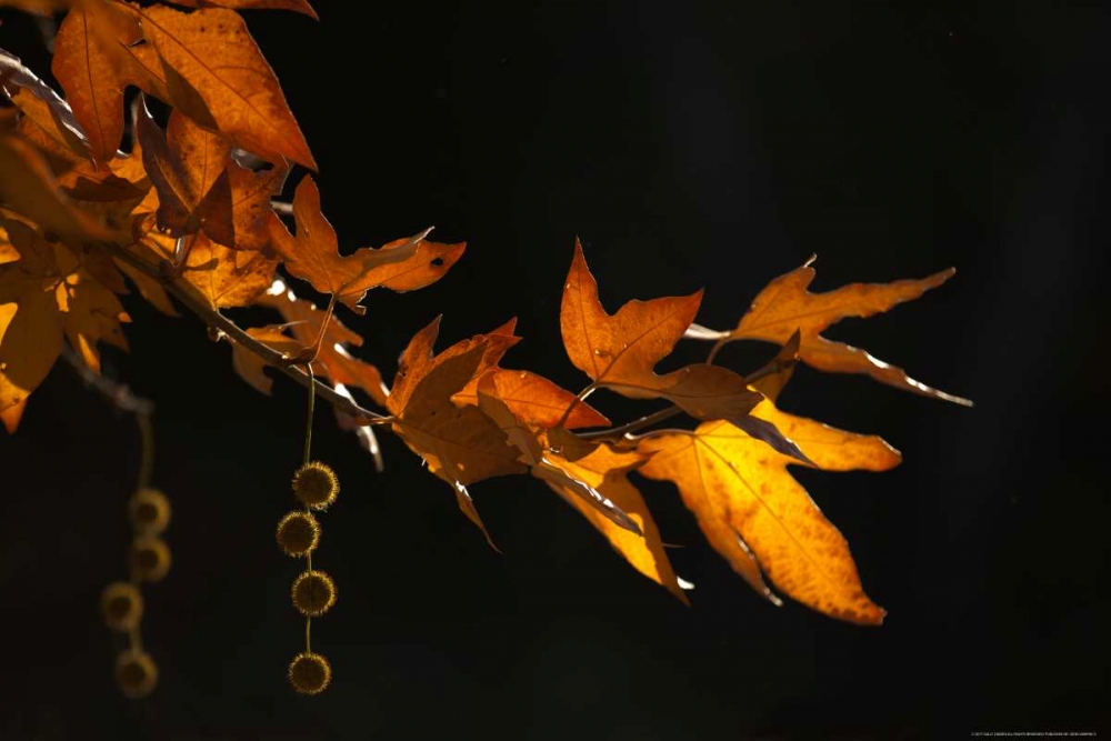 Fall In Malibu art print by Sally Linden for $57.95 CAD