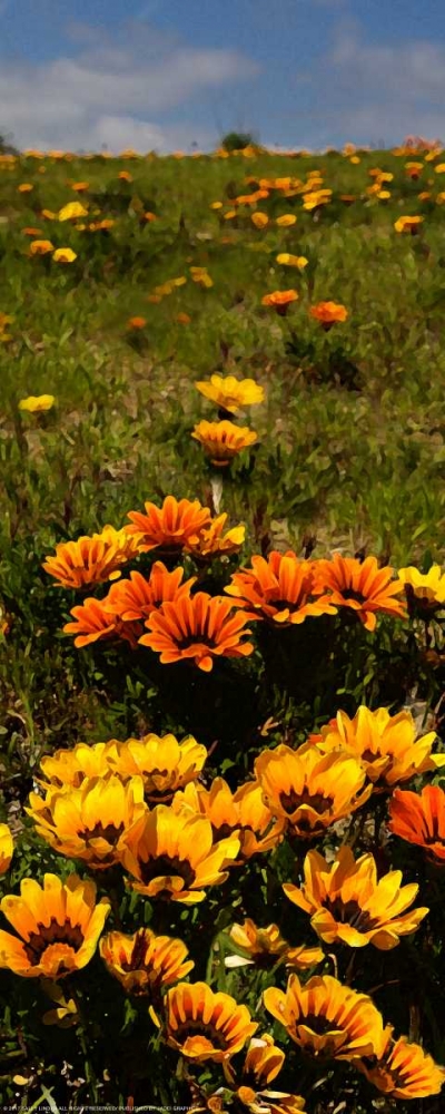 Flower Field art print by Sally Linden for $57.95 CAD