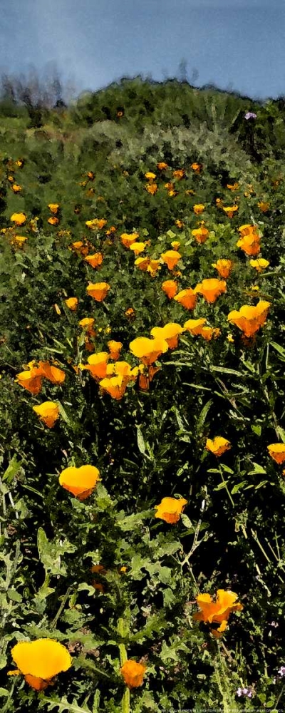 Poppy Stream art print by Sally Linden for $57.95 CAD