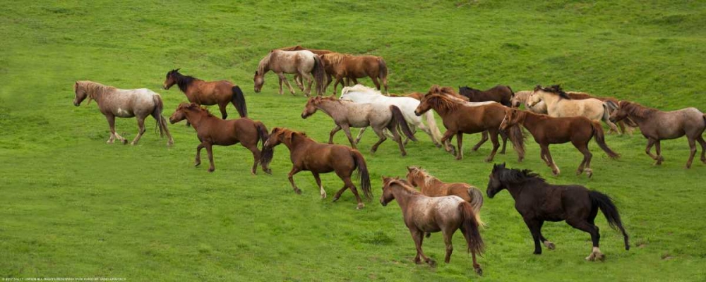 Wild Herd art print by Sally Linden for $57.95 CAD
