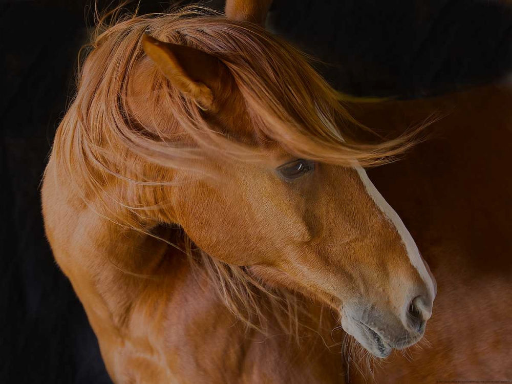 Beautiful Mane art print by Sally Linden for $57.95 CAD