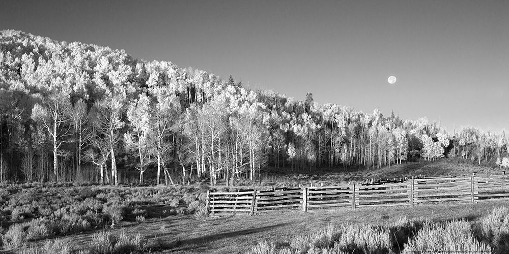 Aspens Moon art print by Sally Linden for $57.95 CAD