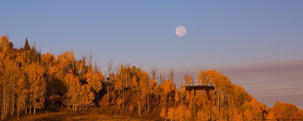 Fall Trees Moon 2 art print by Sally Linden for $57.95 CAD