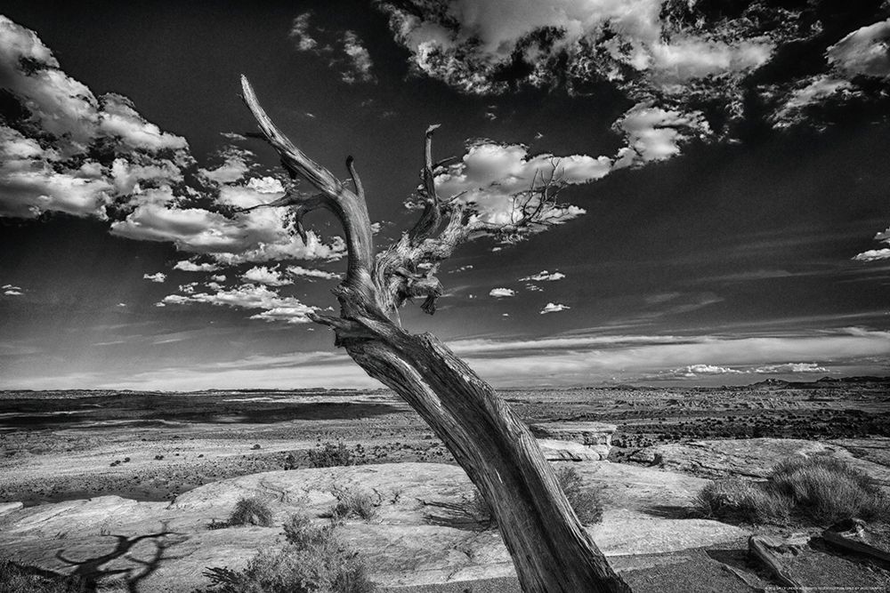 Desert Tree art print by Sally Linden for $57.95 CAD