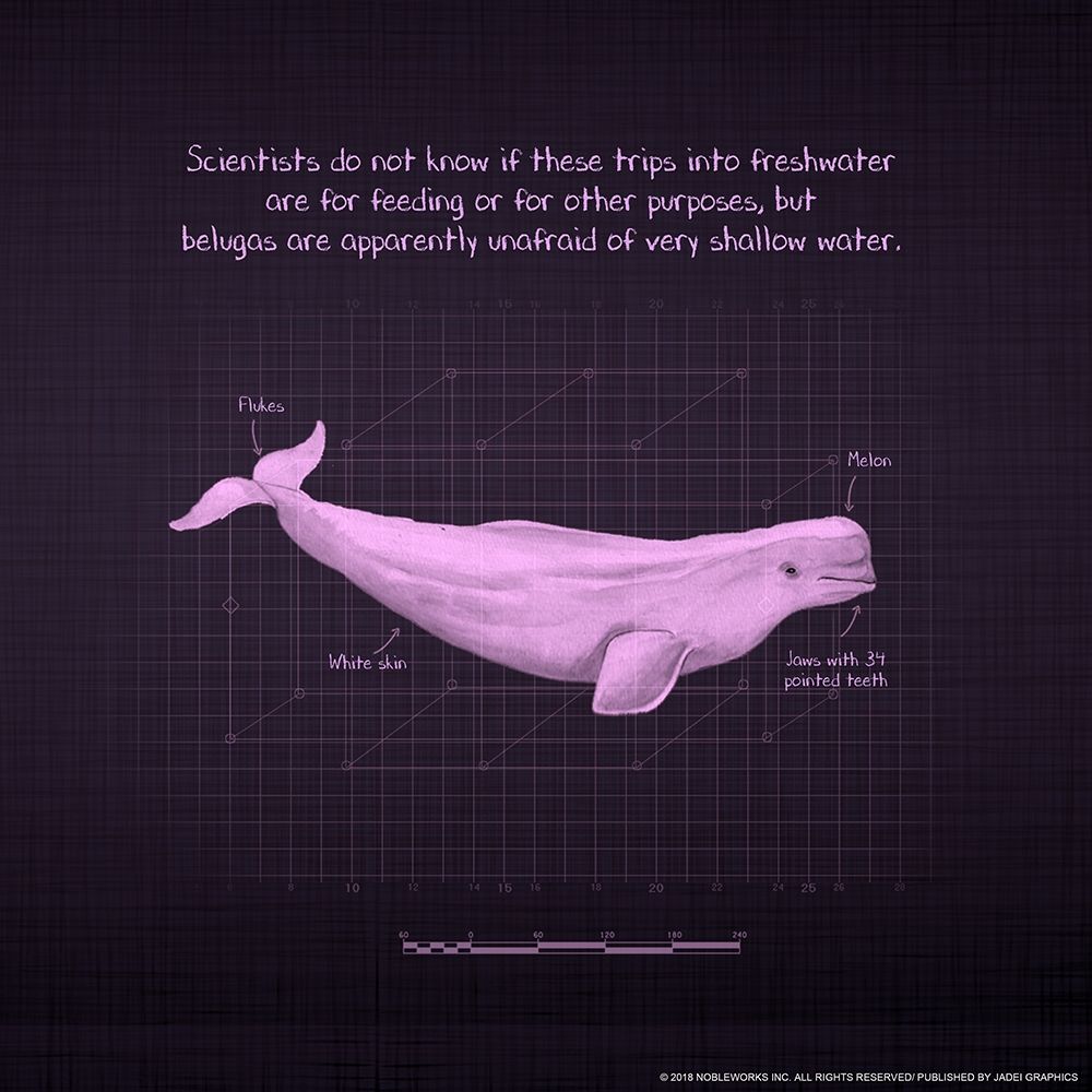 Whaleprint 1 art print by Inc. Nobleworks for $57.95 CAD