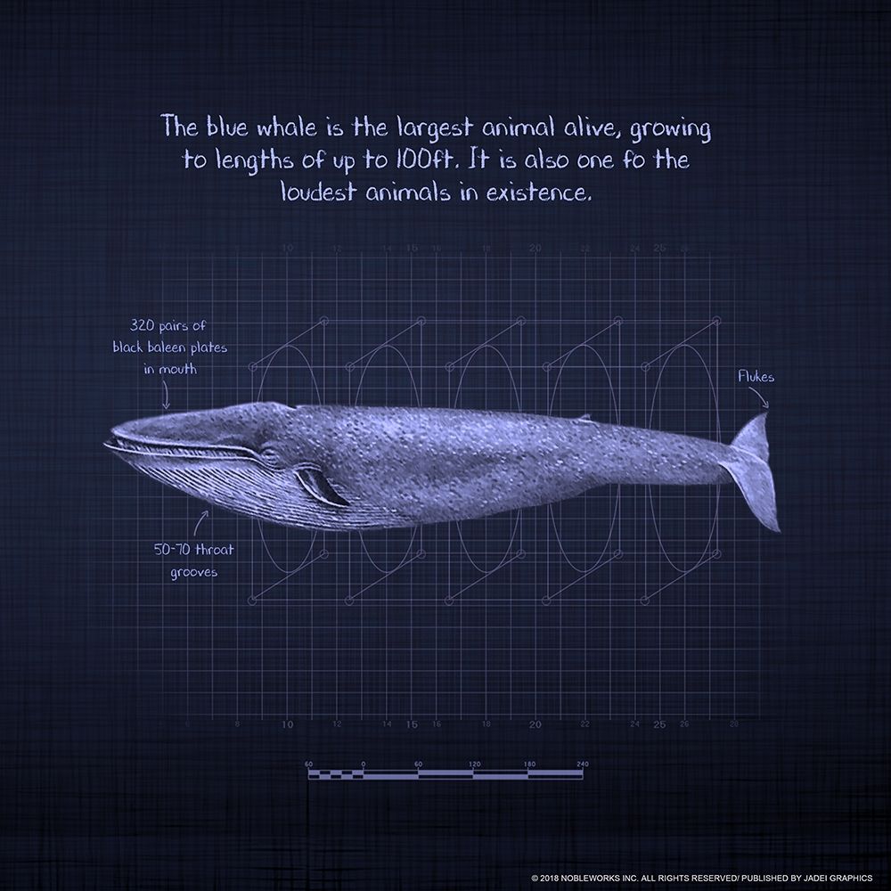 Whaleprint 4 art print by Inc. Nobleworks for $57.95 CAD