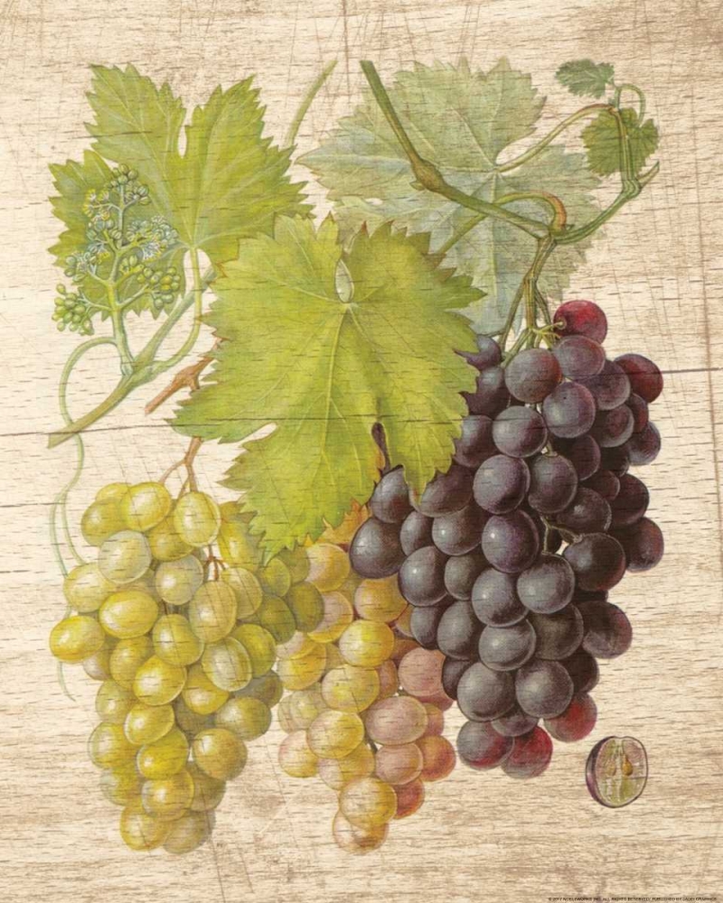 Grapevine 2 art print by Inc. Nobleworks for $57.95 CAD