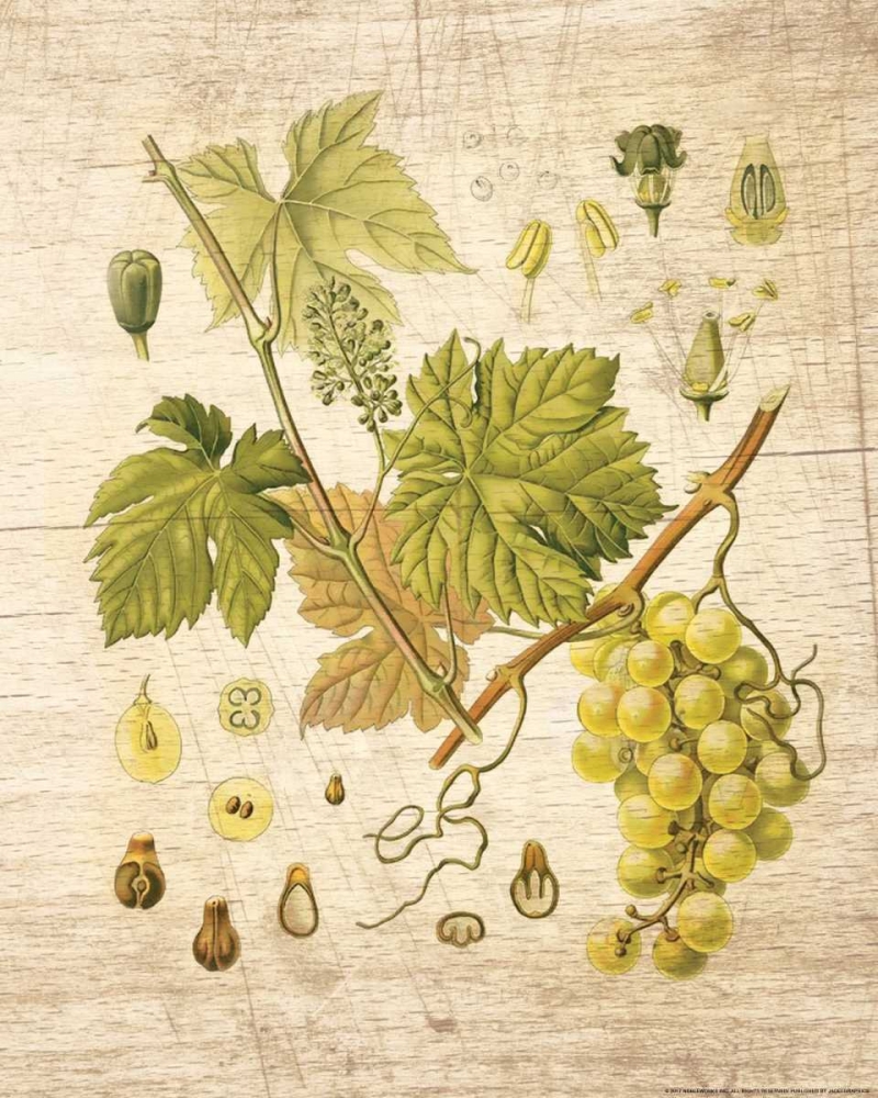 Grapevine 3 art print by Inc. Nobleworks for $57.95 CAD