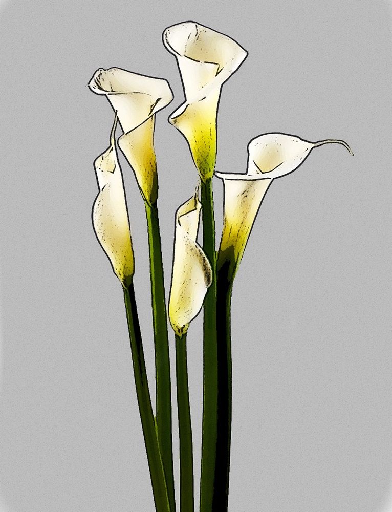 Calla art print by Alan Segal for $57.95 CAD