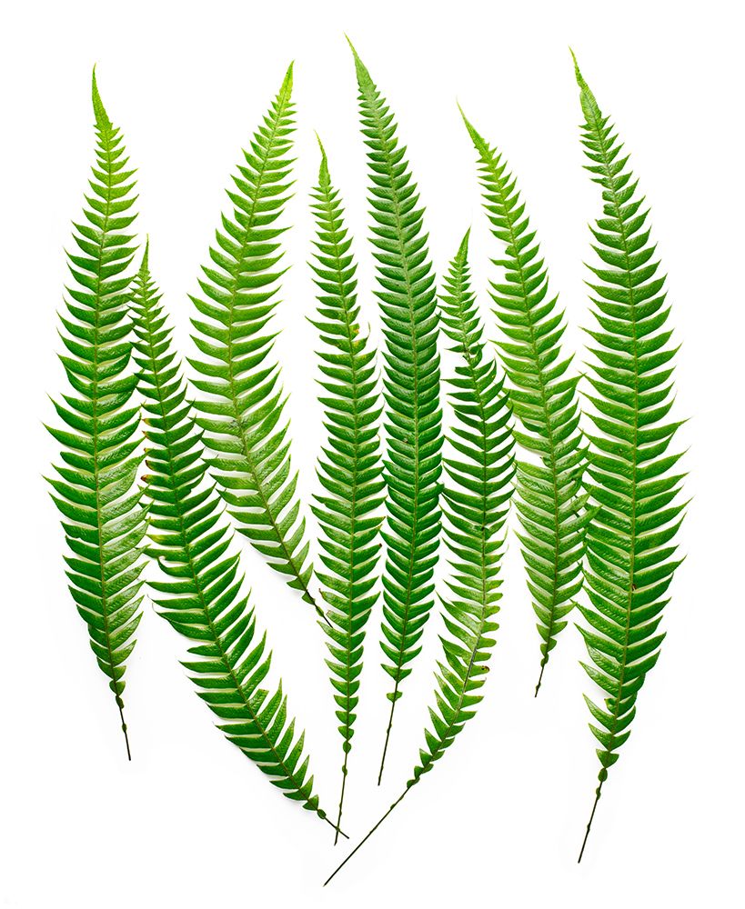 Ferns art print by Barry Rosenthal for $57.95 CAD