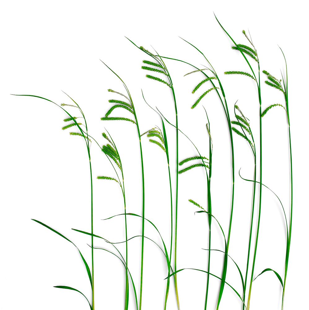 Flowing Grass art print by Barry Rosenthal for $57.95 CAD