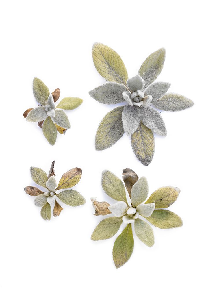 Lambs Ear art print by Barry Rosenthal for $57.95 CAD