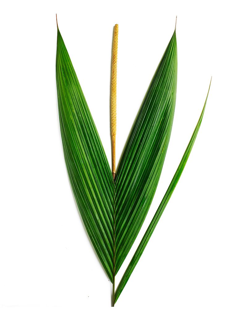 Palms-Costa Rica art print by Barry Rosenthal for $57.95 CAD