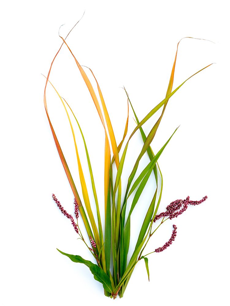 Smart Weed art print by Barry Rosenthal for $57.95 CAD
