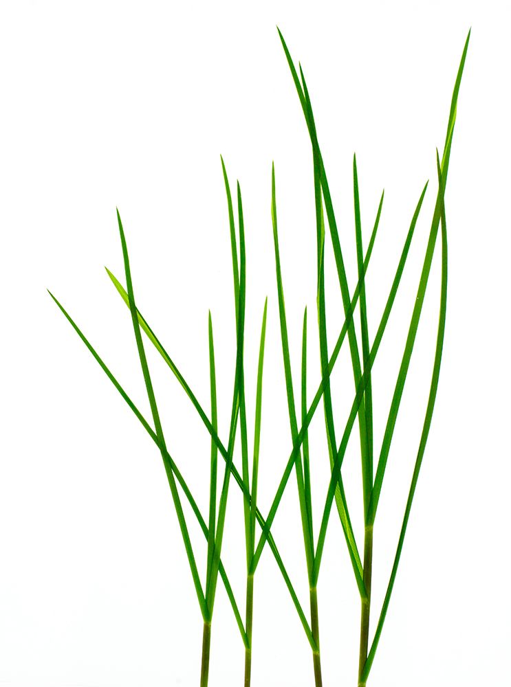 Grass-Vermont art print by Barry Rosenthal for $57.95 CAD