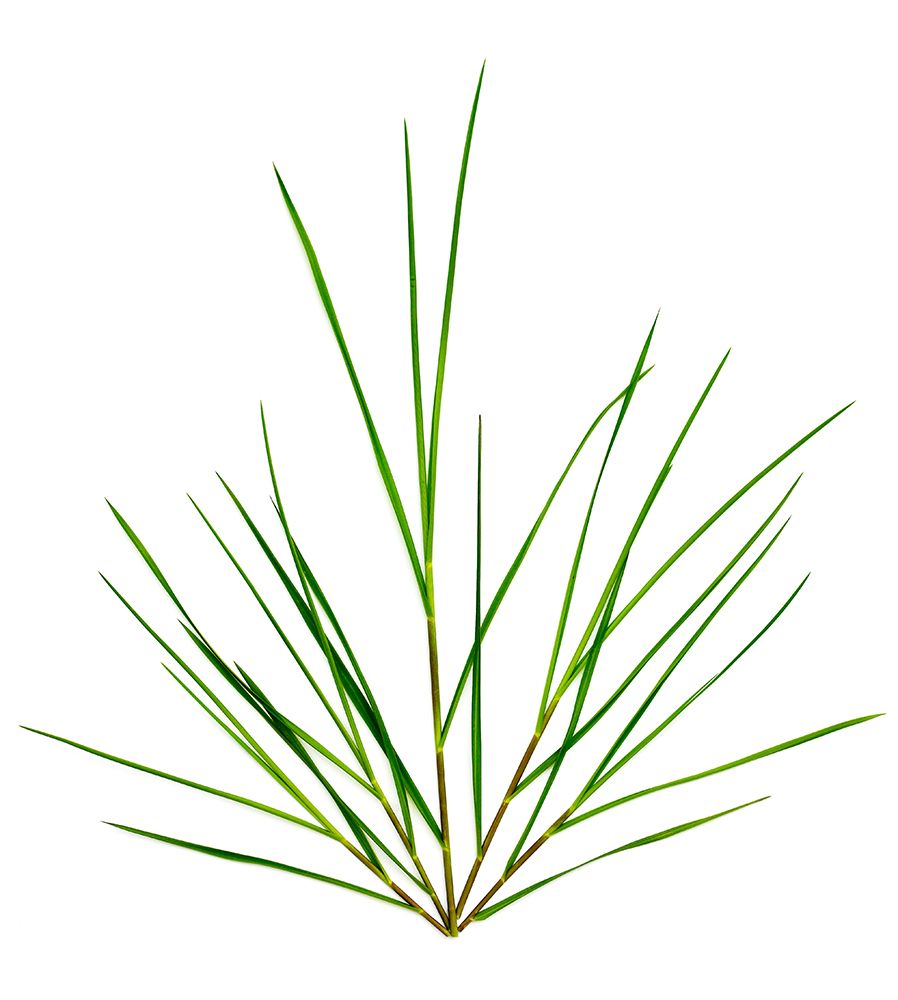 Michigan Grass art print by Barry Rosenthal for $57.95 CAD