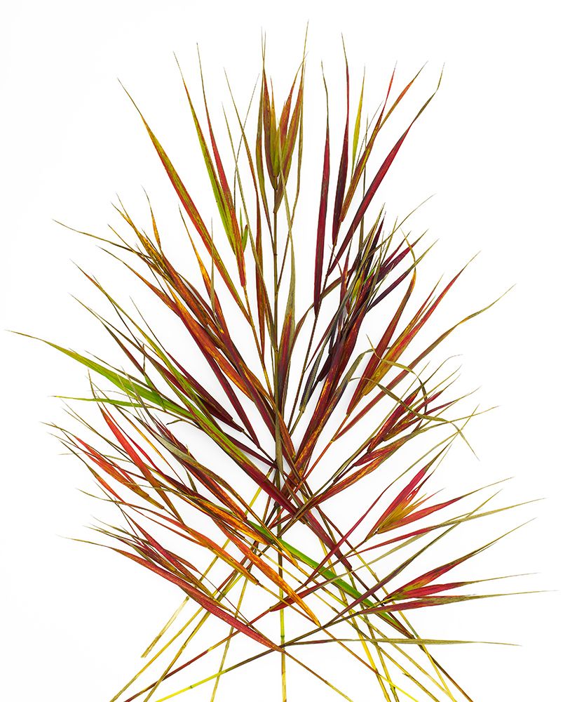 Japenese Grass art print by Barry Rosenthal for $57.95 CAD