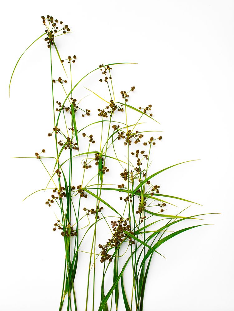 Sedge art print by Barry Rosenthal for $57.95 CAD