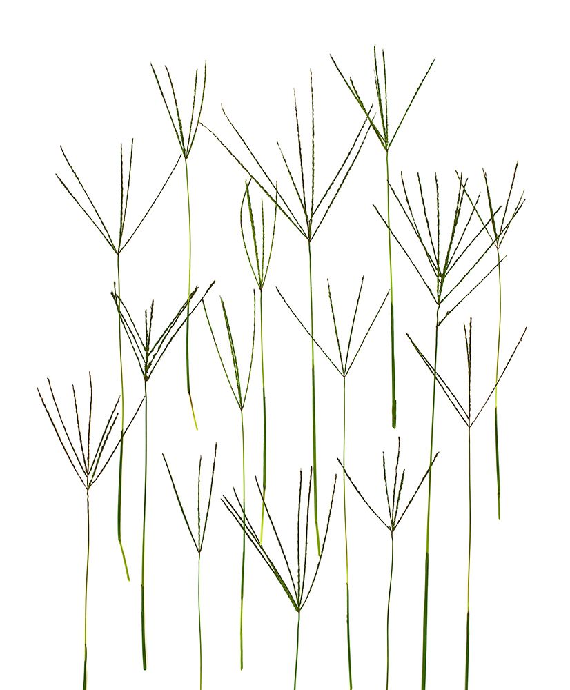 Bermuda Grass art print by Barry Rosenthal for $57.95 CAD
