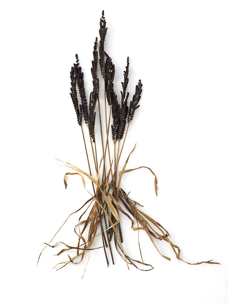 Fern And Grass art print by Barry Rosenthal for $57.95 CAD