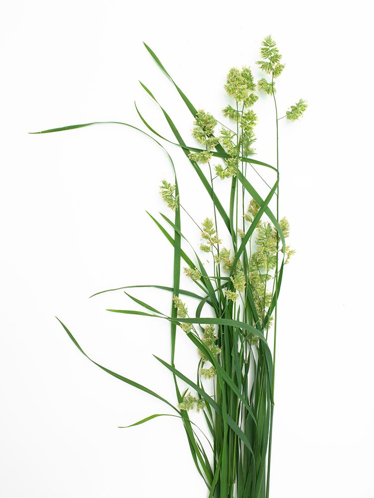 Grass Effort PA art print by Barry Rosenthal for $57.95 CAD