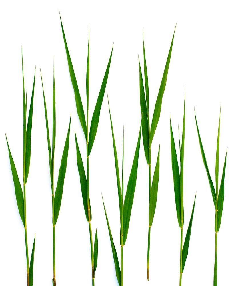 Grass Hillsdale art print by Barry Rosenthal for $57.95 CAD
