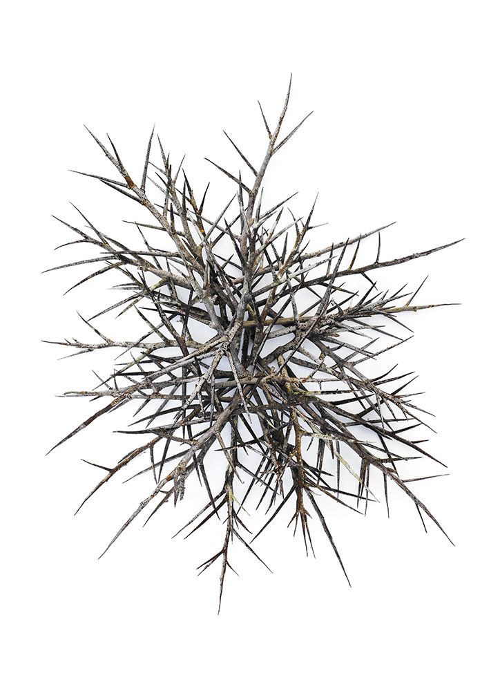 Thorns art print by Barry Rosenthal for $57.95 CAD