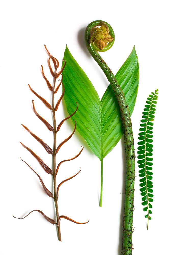Ferns And Palms art print by Barry Rosenthal for $57.95 CAD