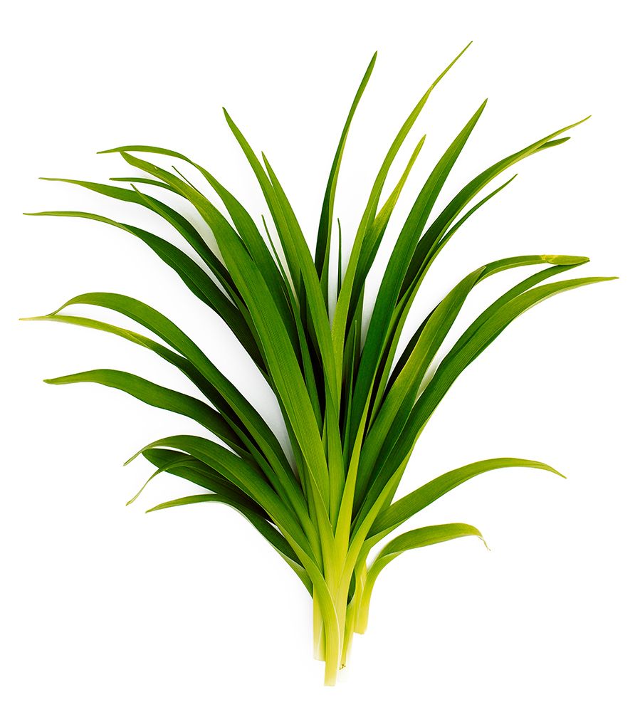 Sedge Bedford art print by Barry Rosenthal for $57.95 CAD