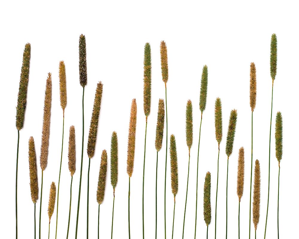 Timothy art print by Barry Rosenthal for $57.95 CAD