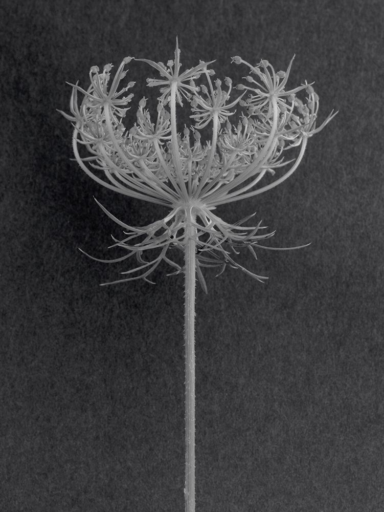 Queen Anne Lace art print by Barry Rosenthal for $57.95 CAD