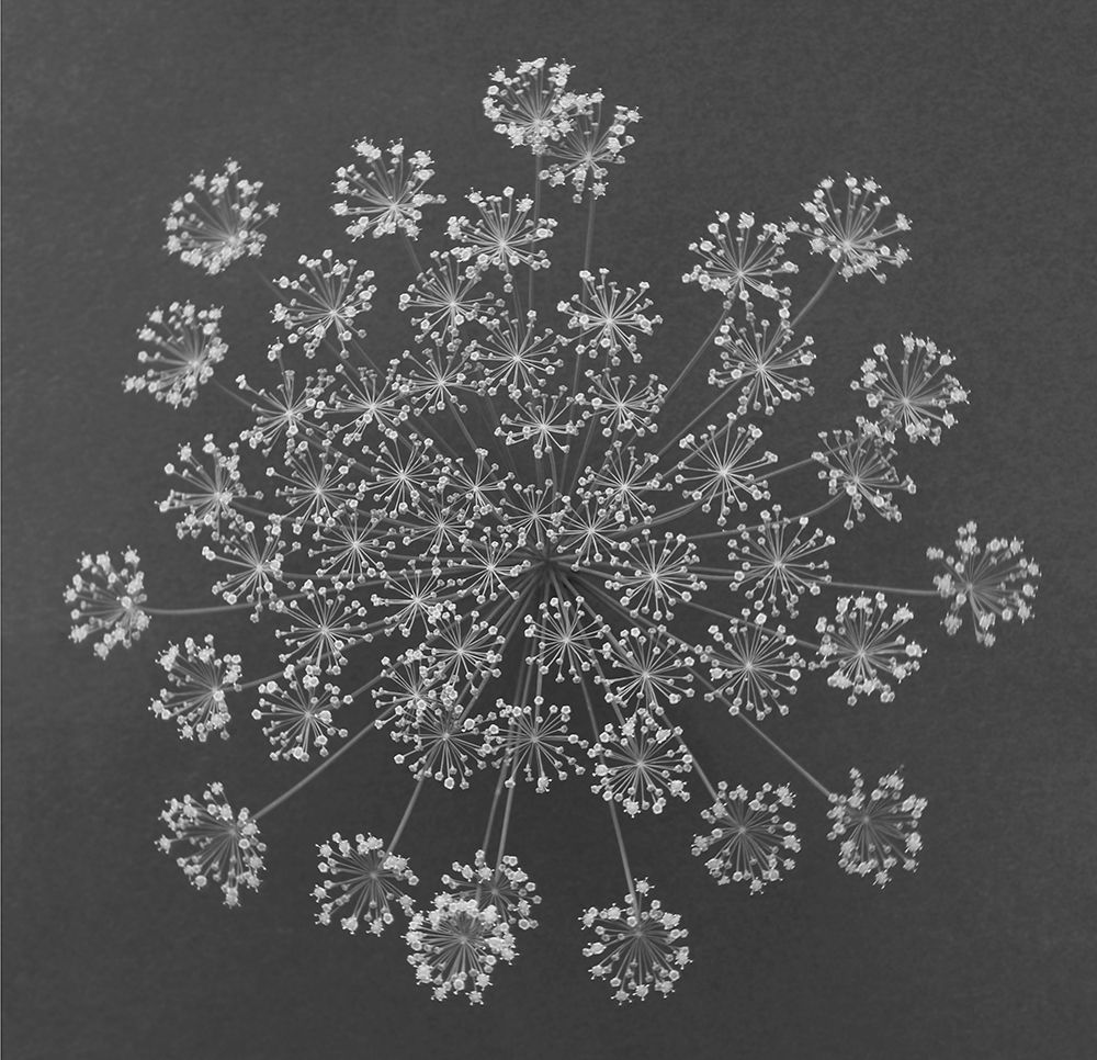 Dill Top View art print by Barry Rosenthal for $57.95 CAD