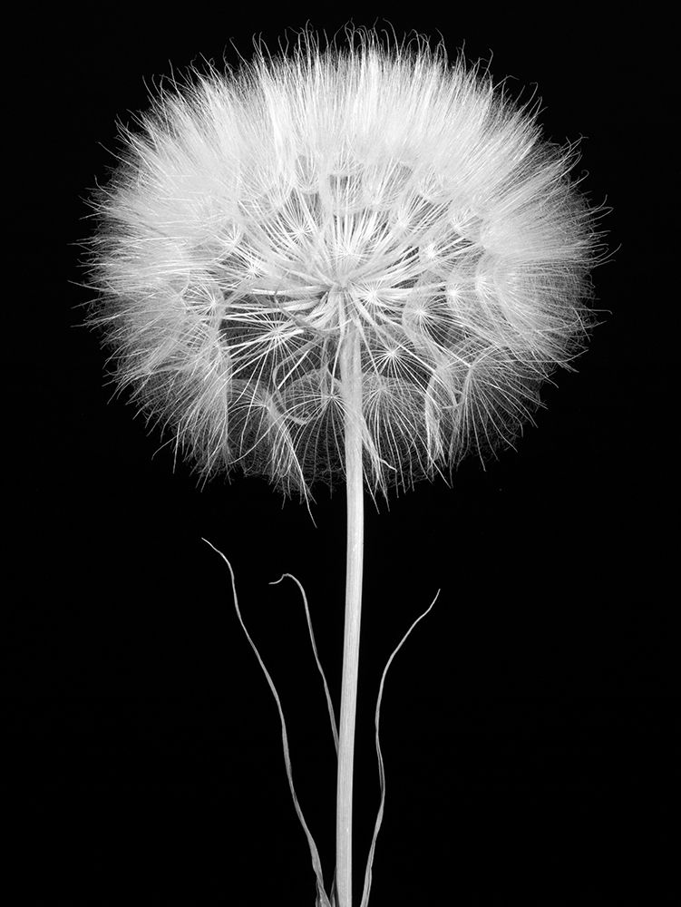 Salsify art print by Barry Rosenthal for $57.95 CAD